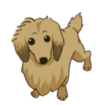 Sausage dog golden retriever in disguise