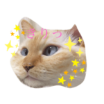 ぶちゃんの日常