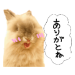 ライオンラビットのトトロくん⑩