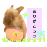 ライオンラビットのトトロくん⑻