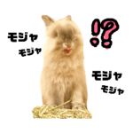 ライオンラビットのトトロくん⑥