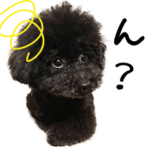 動く！黒のトイプードル、うめちゃんvol.02