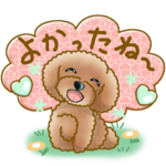 TOY POODLE トイプードル V10