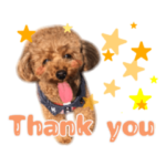 トイプードル～coto～ かわいい犬ver.