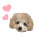 トイプードルの子犬