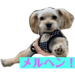 トイプードルのアルト　マルキーのレオ