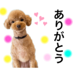 トイプードルのスタンプvol.1