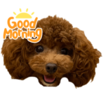 トイプードル結人