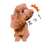 トイプードルのイトちゃん2