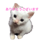 猫のシエロちゃん