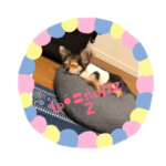 チワワのシエロちゃん