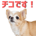 チコちゃんの可愛いスタンプです！