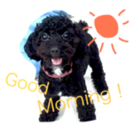 トイプードルの使える英語日常会話