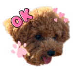 トイプードル＆ラブラドール❤︎