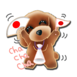 トイプードルの日常