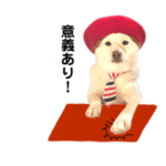 柴犬のみんな