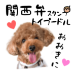 関西弁かわいいトイプードル～coto～