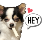 ホワイトブラックチワワ、ろくまる