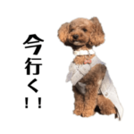 可愛いトイプードルのワンちゃん