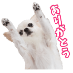 YouTube チワワのまろみの可愛いスタンプ