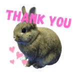 うさぎのキャンちゃん