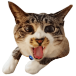 ねこのきもち×みんなでスタンプvol.2