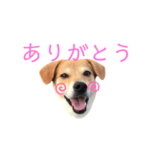 アル犬のきもち