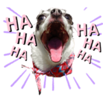 かいいぬのきもち