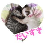 ねこといぬのきもち