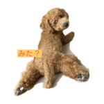 犬のつぶやき。。