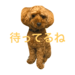 トイプーくん♡いぬのきもち