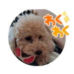犬のきもち　トイプードル
