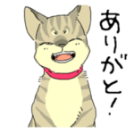 いろんな猫大集合