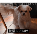 ここちー動画字幕bot