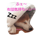秋田犬