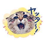 サイベリアンのヤマネコ