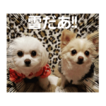 LUNA&SEAです!!寒む寒む寒む～雪だあ!!