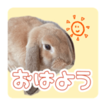 うさまるくんのスタンプ