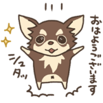 チワワ（チョコタン）のマナちゃん