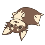 チワワ（チョコタン）のマナちゃん