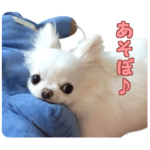 クゥーとチョコ