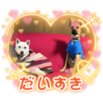 紀州犬ユキちゃんありがとう♡