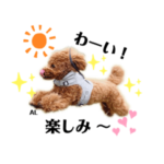 元気いっぱい！トイプードルのアルくん♩