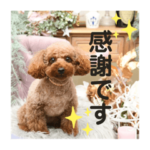 トイプードルのモモぴん5 敬語スタンプ