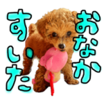 トイプードルのこつぶ
