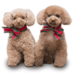 トイプードルのショコペル