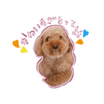 トイプードルのぶぶさん