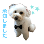 アプリコットのトイプードル男の子2歳