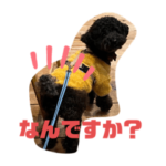 黒トイプードルnicoにこにこ
