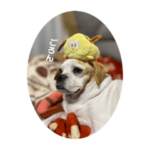 ラテちゃん思い出